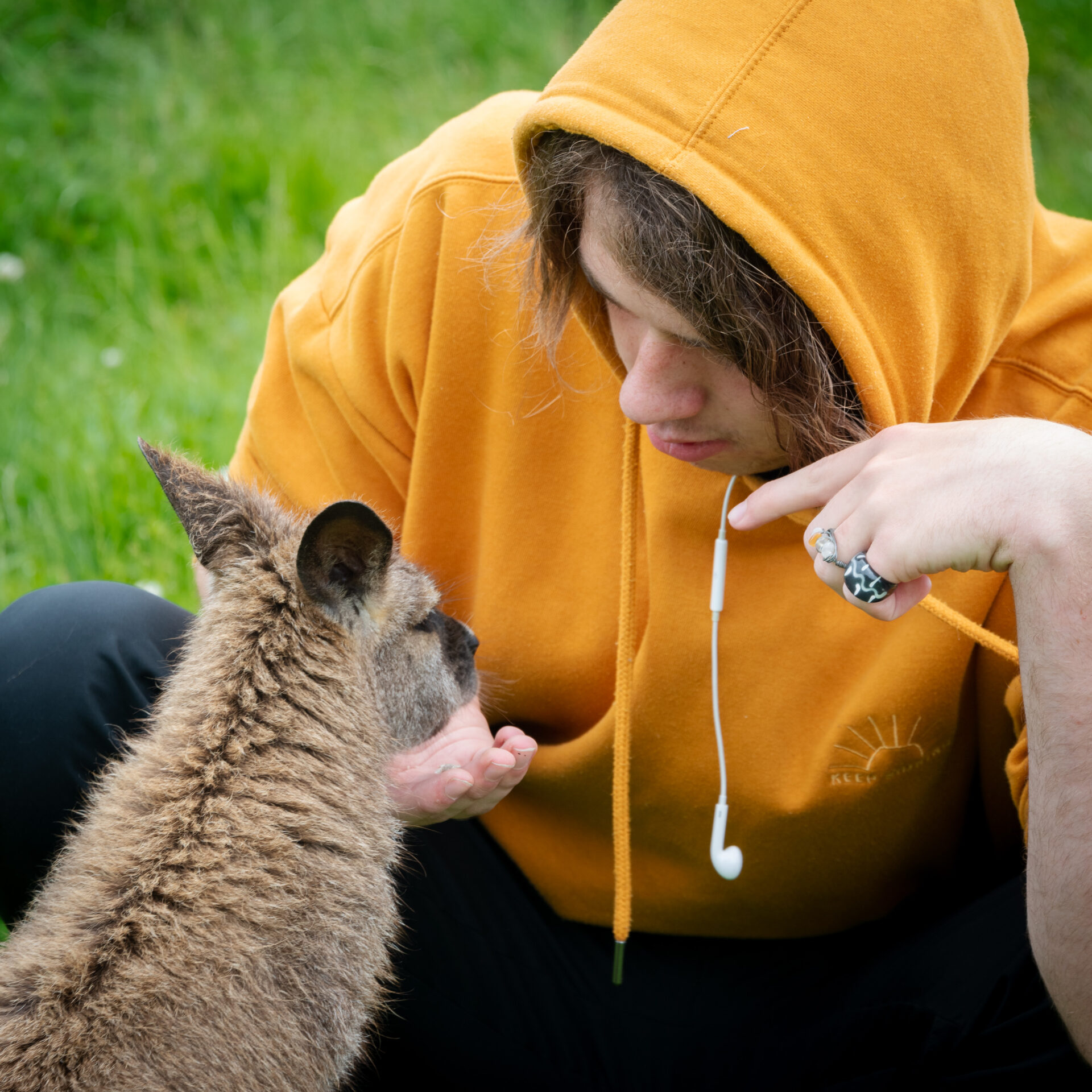 How to Find and Pet Australian Wallabies in New Zealand